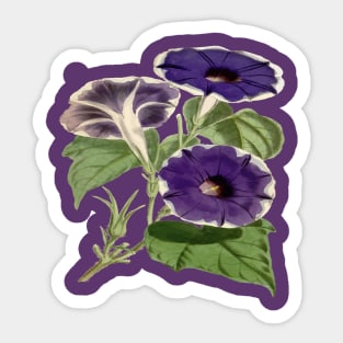Ipomoea Limbata Morning Glories Floral Vector Art Sticker